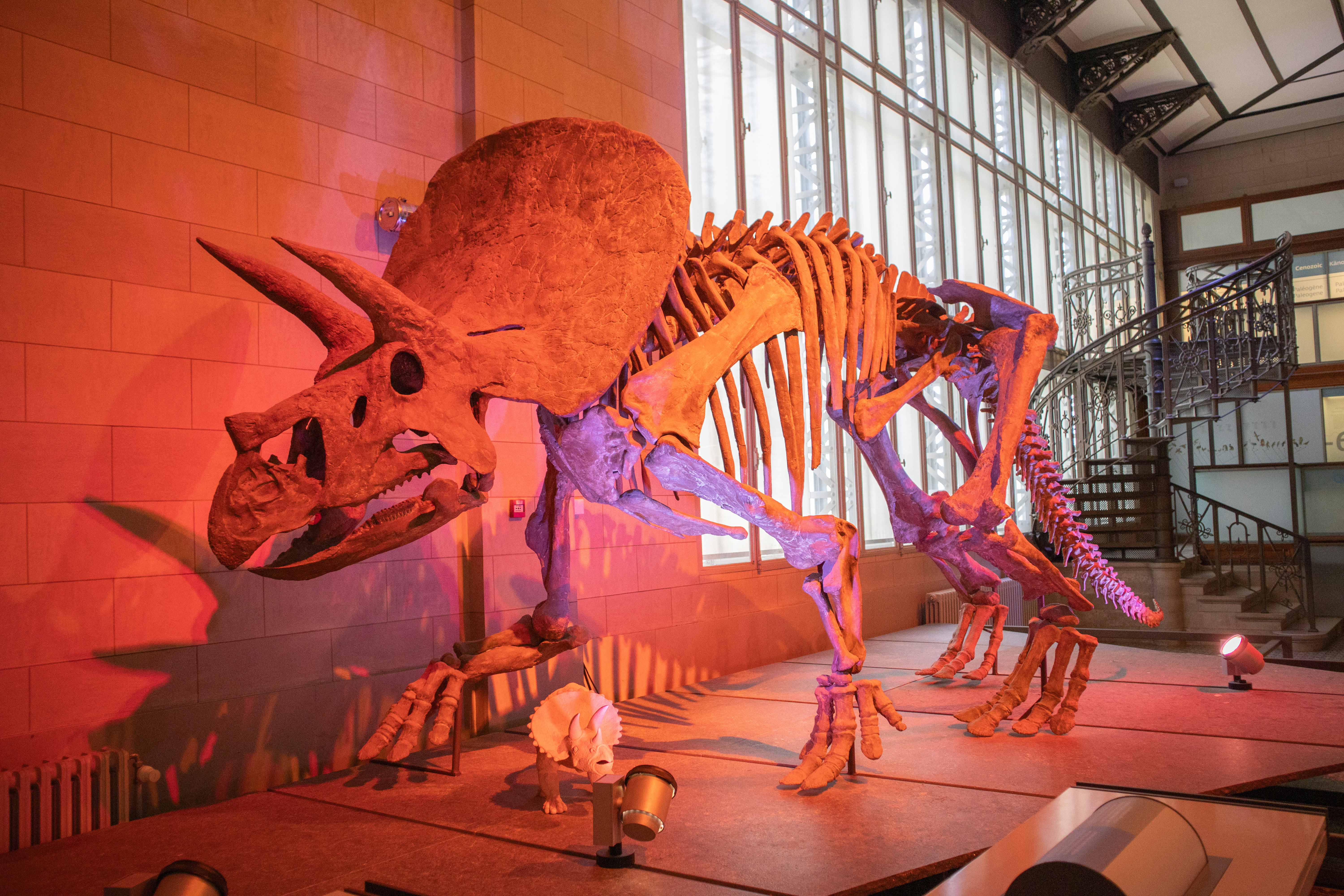 Portret met rustige blik