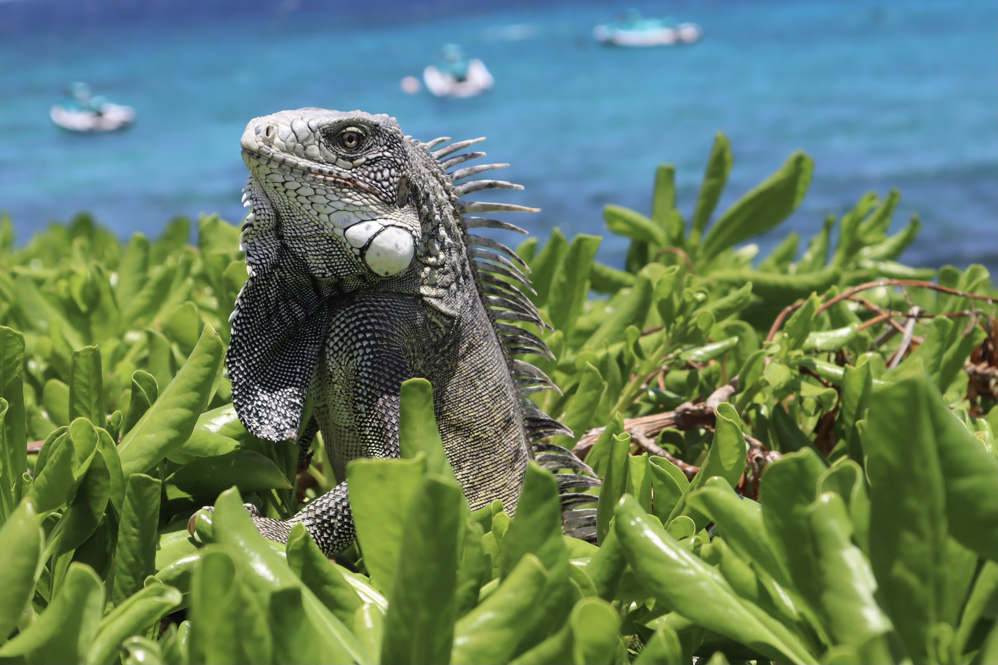 Portret in zachte buitenlucht